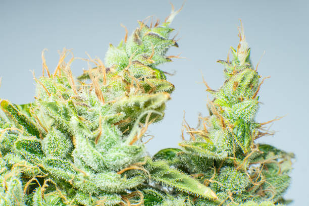High on Health: The Promise of Medical Cannabis