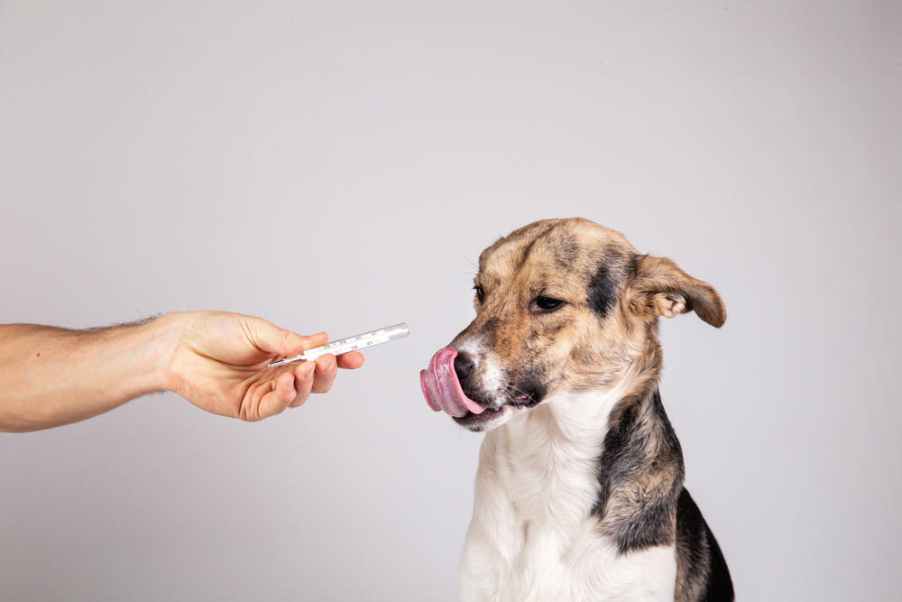 How CBD Oil Can Boost Your Dog’s Health What You Need to Know